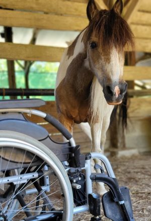 handicap